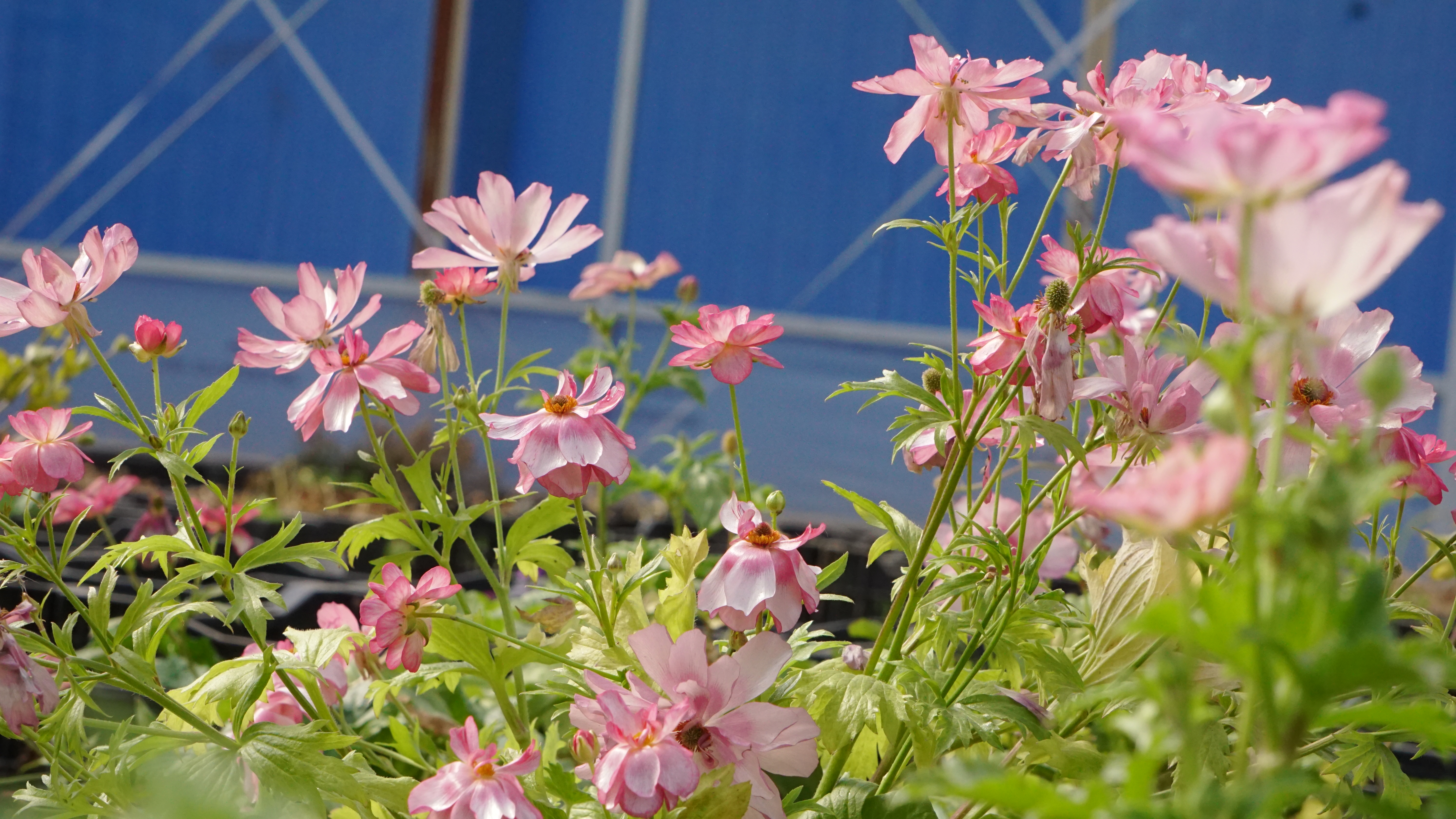 平平无奇‘小芹菜’，爆花竟比蝴蝶美！